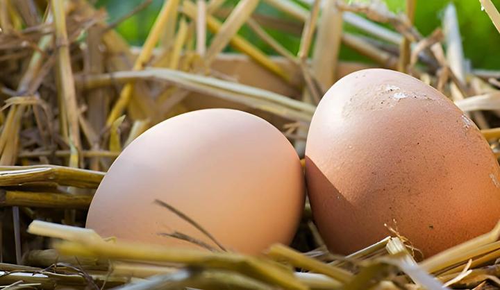 Découvrez notre sélection de produits fermiers frais et de qualité.
